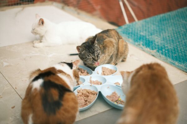 Variedad de sobres y latas de comida húmeda para gatos sobre una mesa.