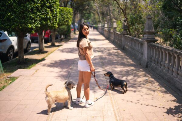 Variedad de correas y arneses para perros disponibles en Nido de Huellas.