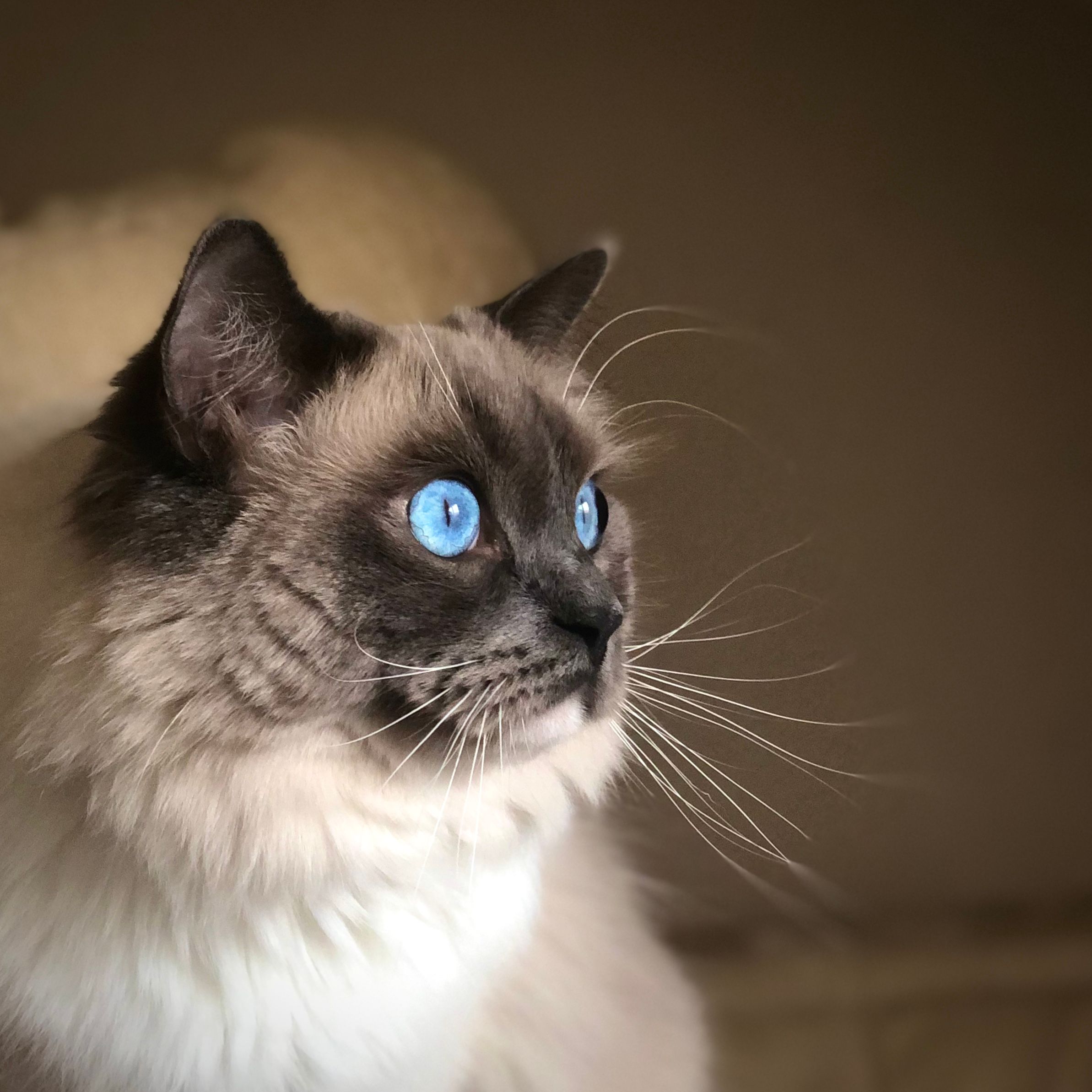 Gatos